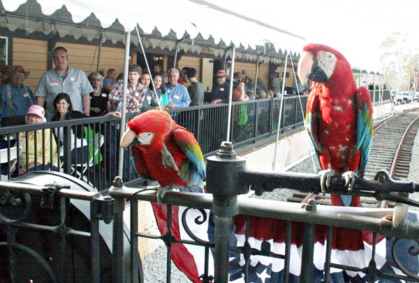 parrots on platform